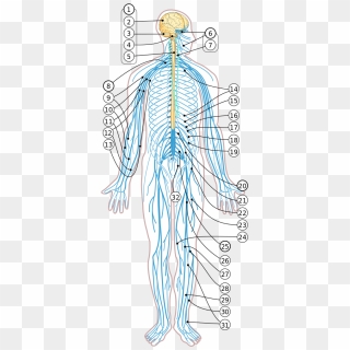 Concentration Of Cranial Nerves - Auricular Innervation, HD Png ...