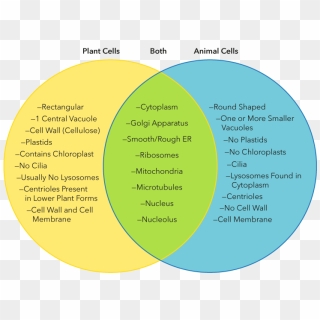 Differences And Similarities Between Plant And Animal - Circle, HD Png ...