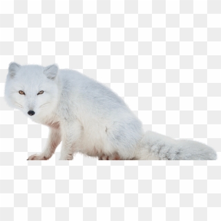 Arctic Fox Png Download Image - White Wolf Howl Png, Transparent Png ...