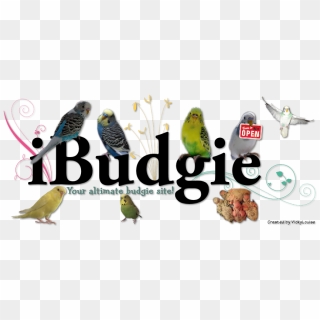 When You Are Buying A Budgie You Need To Keep In Your - Budgie Word, HD Png Download