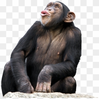 Bonobo Common The Third Desktop Wallpaper - Kiss Monkey Png ...