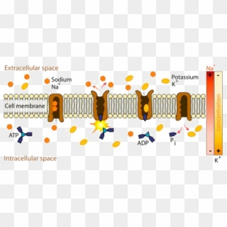 The Sodium-potassium Pump System Moves Sodium And Potassium ...