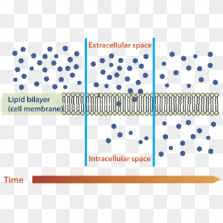 Osmosis Drawing Passive Transport - Simple Diffusion, HD Png Download ...