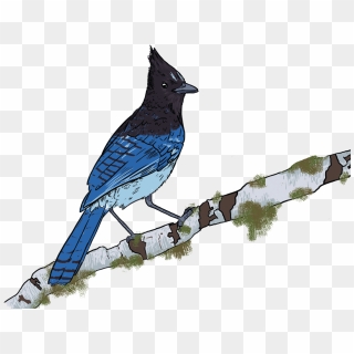 Blue Jay Bird On transparent background. ai generated 27145955 PNG