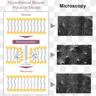 The Cooling Effect Results In A Higher Stimulation - Pattern, HD Png ...