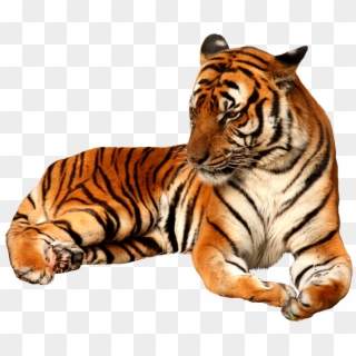 Tiger Images Hd - Tiger Cub Png, Transparent Png - 750x750 (#3154440 ...