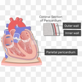 Labelled Image Of The Parietal Pericardium - Pericardium Anatomy, HD ...