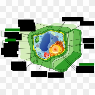 Diagram Showing The Sections Of A Phytoplankton Cell - Phytoplankton ...