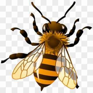 Bright Bee Logo Venga La Alegria Hd Png Download 4177x1103 5497283 Pinpng