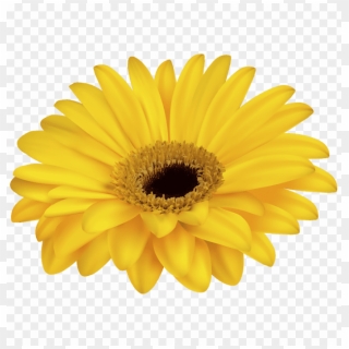 Free Png Download Yellow Gerbera Decorative Transparent Yellow