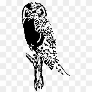 Great Grey Owl Silhouette Barn Owl Drawing - Detailed Owl Silhouette, HD Png Download