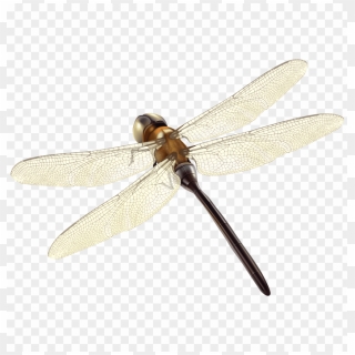 Dragonfly Png Pic - Transparent Images Of Insects, Png Download ...