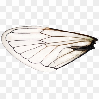 Free Cartoon Wings Png Images Cartoon Wings Transparent Background Download Page 5 Pinpng - roblox commander crows wings png download bird wings