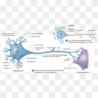 Neurons Are Nerve Cells Specialized For Intercellular - Anatomy Of A ...