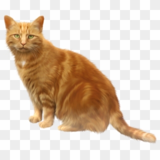 Orange Cat Transparent Png Clipart - Box Of Shit Cat Meme, Png Download