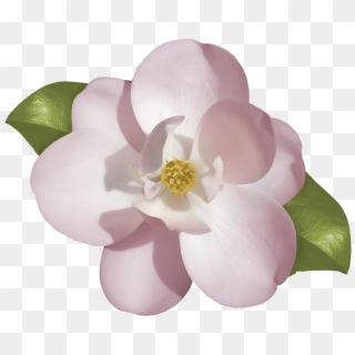 Jasmine Flower Hd Png, Transparent Png - 2268x1419 (#5997863) - PinPng