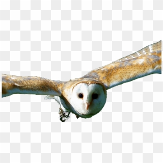 Barn Owl Clipart File - Barn Owl Transparent, HD Png Download