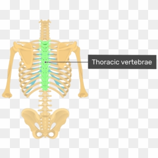 Posterior View Of The Vertebral Column And Rib Cage - Thoracic ...