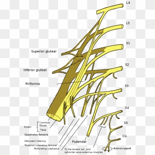 Sacral Plexus, HD Png Download - 1200x1582 (#6288291) - PinPng