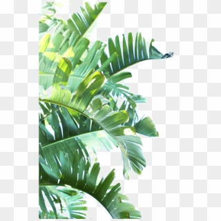 Free Tropical Leaf PNG Images | Tropical Leaf Transparent Background ...