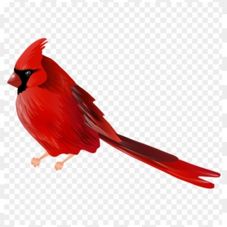 Download Cardinal Bird Png Png Images Background - Cardinal Bird Png ...