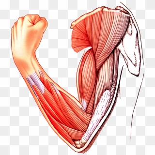 Muscle Clip Art - Cartoon Muscle Arms No Background, HD Png Download ...