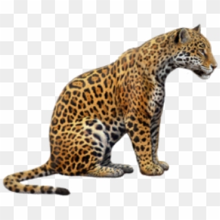 Напиток Jaguar Png - Ягуар Png, Transparent Png - 508x1294 (#640778 ...