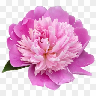 Carnation Clipart Transparent Background - Peony Png, Png Download ...