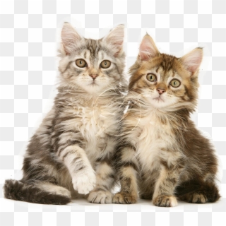 Kitten - Anak Kucing Persia Lucu, HD Png Download - 866x650 