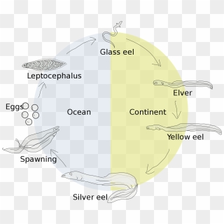 The Atlantic Salmon Life Cycle - Salmon Life Cycle, HD Png Download ...