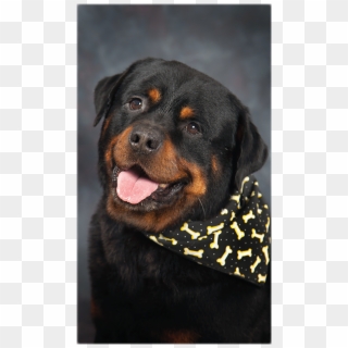 Border02 Personal3 Rottweiler Hd Png Download 1146x1068 Pinpng