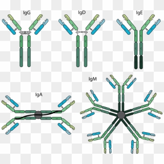 The Various Antibody Isotypes Differ In Their Biological - Structure Of ...