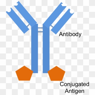 Antibody-drug Conjugate - Antibody Drug Conjugate Structure, HD Png ...