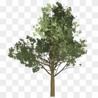 Free Tree Illustration Png Images Tree Illustration Transparent Background Download Pinpng