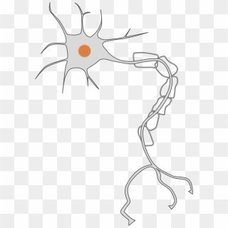 This Free Icons Png Design Of Simple Neuron , Png Download - Neuron ...