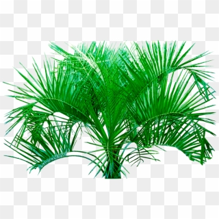 free tropical plants png images tropical plants transparent background download pinpng