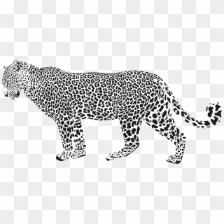 Snow Leopard Cheetah Clip Art - Leopard Black And White, HD Png ...