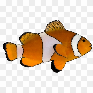 Nemo Png Pic - Clown Fish Cartoon Png, Transparent Png - 3000x2172 ...