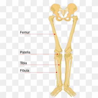 Leg Bone Leg Bones Labeled- - Human Leg Bones, HD Png Download ...