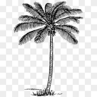 Coconut Tree Png Picture - Coconut Tree Clipart Png, Transparent Png ...