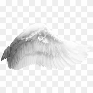 Free Png Bird Wings Png Image With Transparent Background - Angel Wings ...