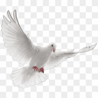 Funeral Doves Png Transparent Png 611x520 210547 Pinpng