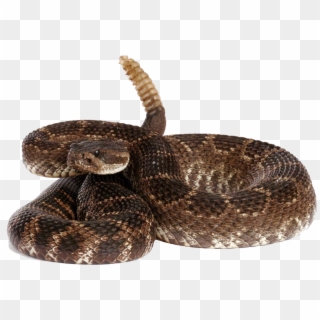 Rattlesnake Free Download Png - Rattlesnake Png, Transparent Png ...