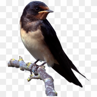 Barn Swallow Cutout - Barn Swallow Png, Transparent Png