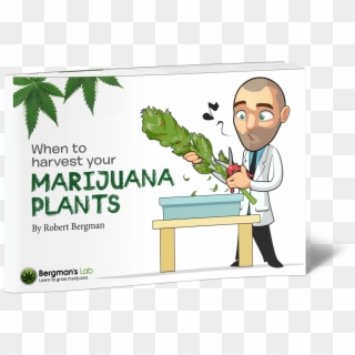 When To Harvest Your Marijuana Plants - Trimming Weed Cartoon, HD Png ...