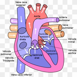 Diagram Of The Human Heart - External Structure Of Heart, HD Png ...