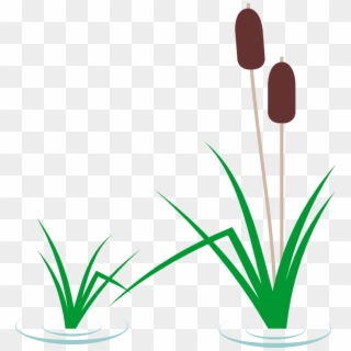 Pond Plant Clipart - Reed Clipart, Hd Png Download - 958x1027 (#816869 