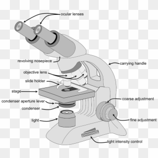 Banner Library Microscope Clipart Compound Light - Inclination Joint In ...