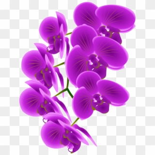 Orchid Orchid Sketch - Purple Orchid Clip Art, HD Png Download