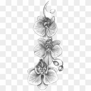 This Free Icons Png Design Of Orchid Sketch, Transparent Png